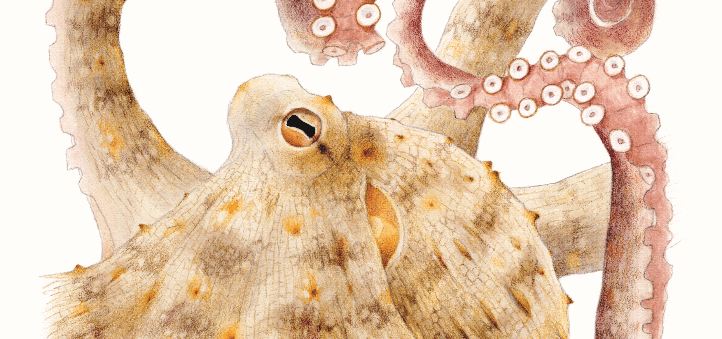 Illustrations Bill François – Les génies des mers – Copyright Valentine Plessy © Flammarion